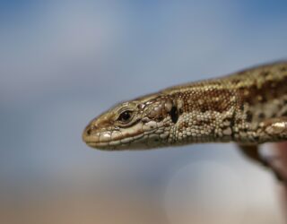 Reptile Personalities