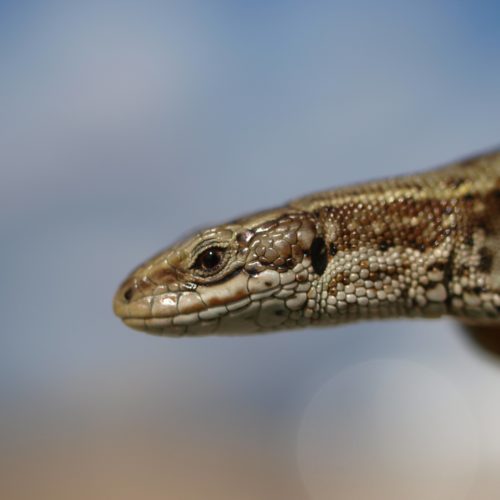 Reptile Personalities
