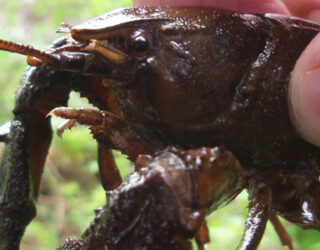 Ecologist holding a white-clawed crayfish © Thomsonec.com