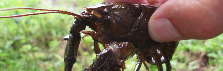 Ecologist holding a white-clawed crayfish © Thomsonec.com