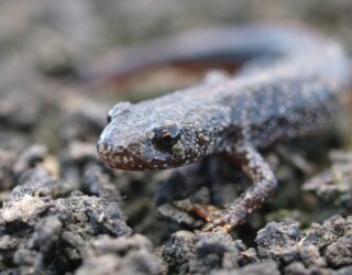 The private life of great crested newts