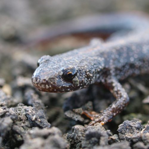 The private life of great crested newts
