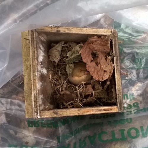 Local dormouse monitoring continues