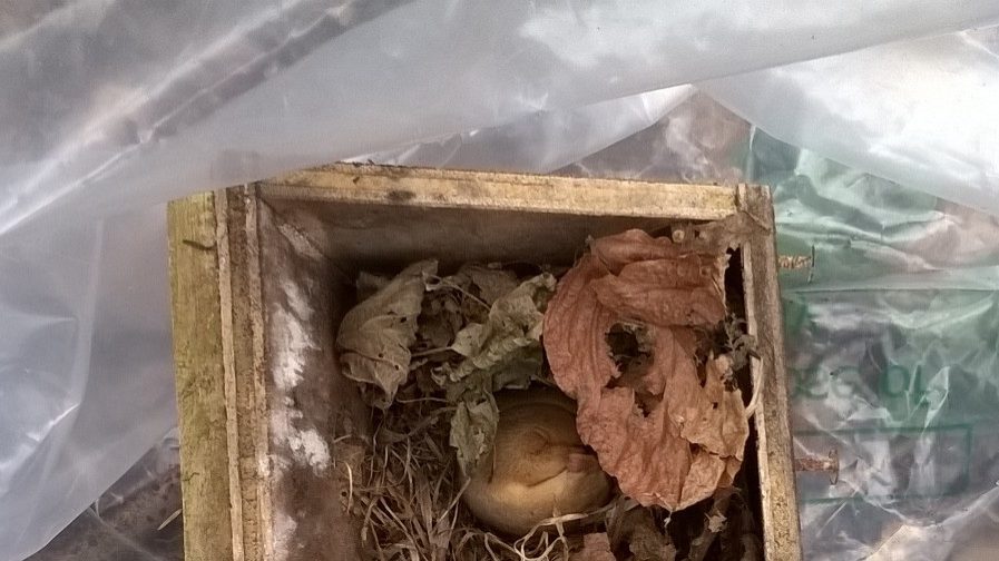 Local dormouse monitoring continues