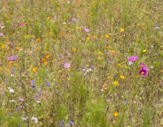 Preliminary Ecological Appraisal
