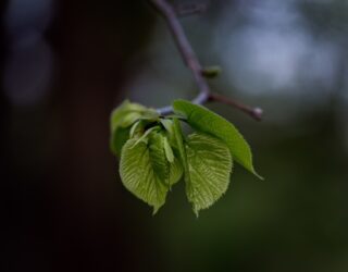 Tree consultancy, St Albans