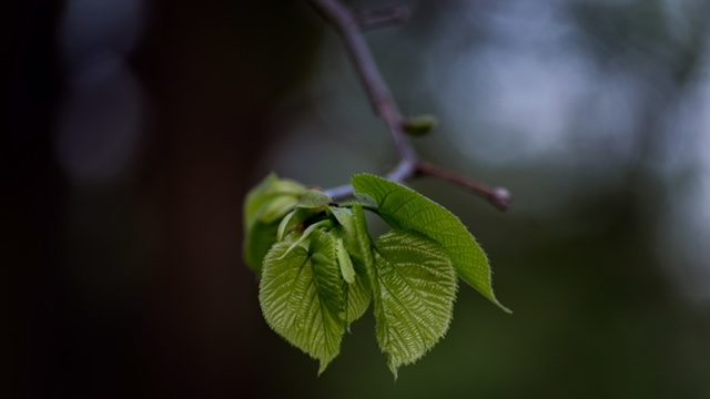 Tree consultancy, St Albans