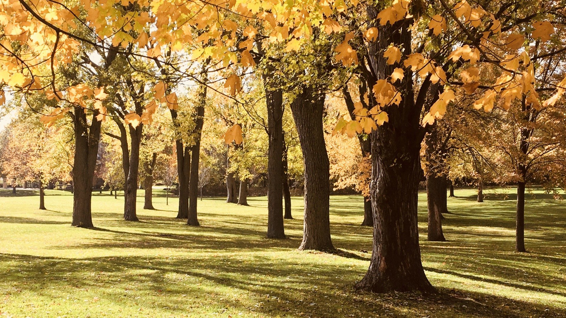 Urban tree growth studies, Nationwide