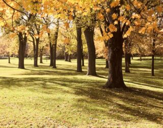 Urban tree growth studies, Nationwide