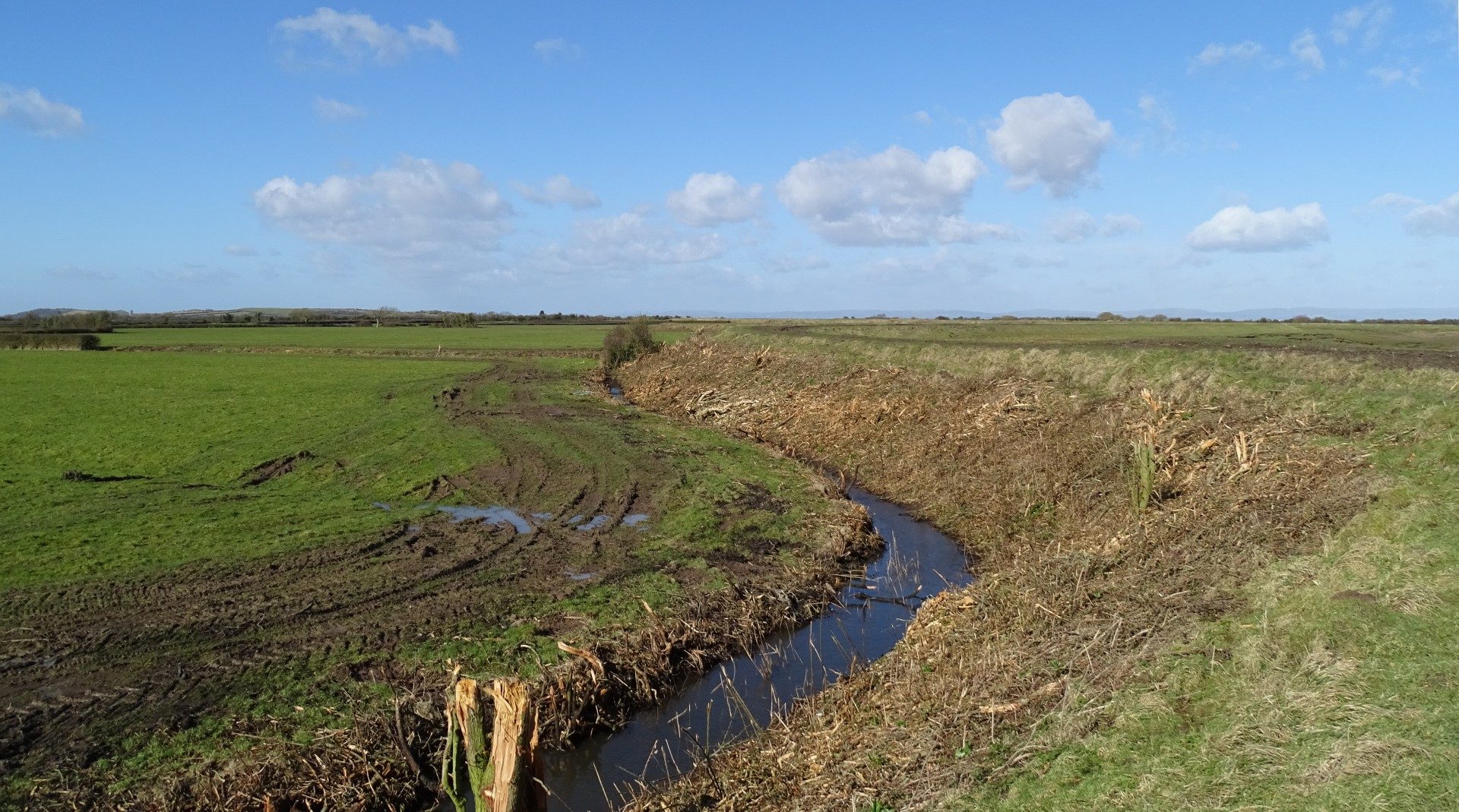 Aquatic macroinvertebrate survey and identification, Congresbury Yeo