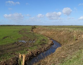 Aquatic macroinvertebrate survey and identification, Congresbury Yeo