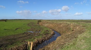 Aquatic macroinvertebrate survey and identification, Congresbury Yeo