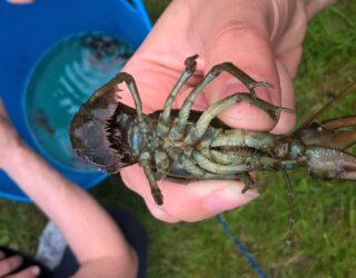 White-clawed crayfish survey, Leeds
