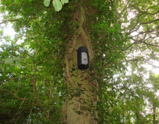 The Nathusius’ pipistrelle
