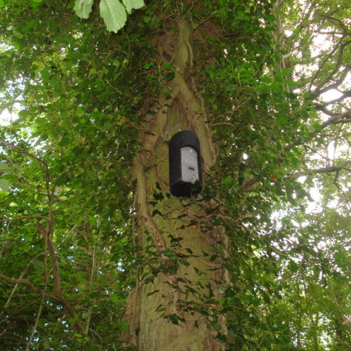The Nathusius’ pipistrelle