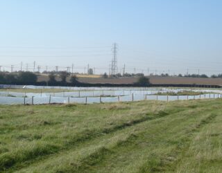 Ecological mitigation and expert services, London Gateway Access Road