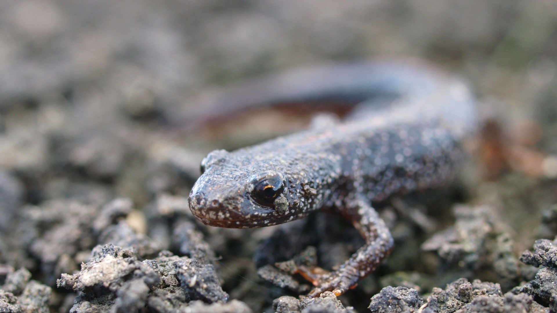 M4 relief road, ecology surveys