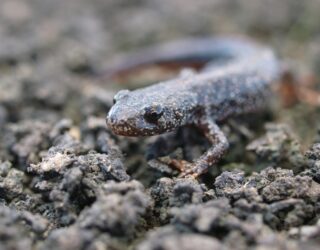 M4 relief road, ecology surveys