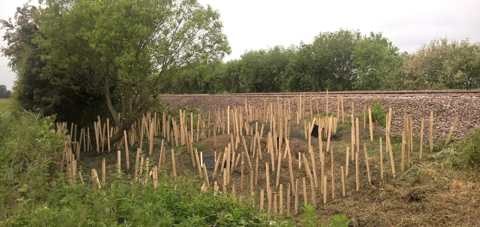 Badger sett exclusions, multiple locations