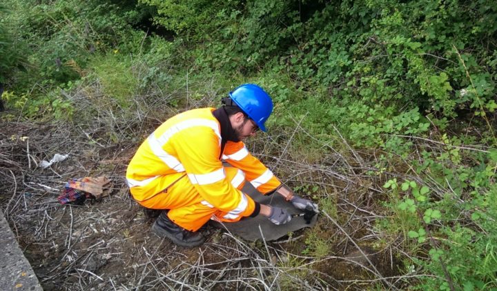 Ecology surveys, Great Western Route Modernisation