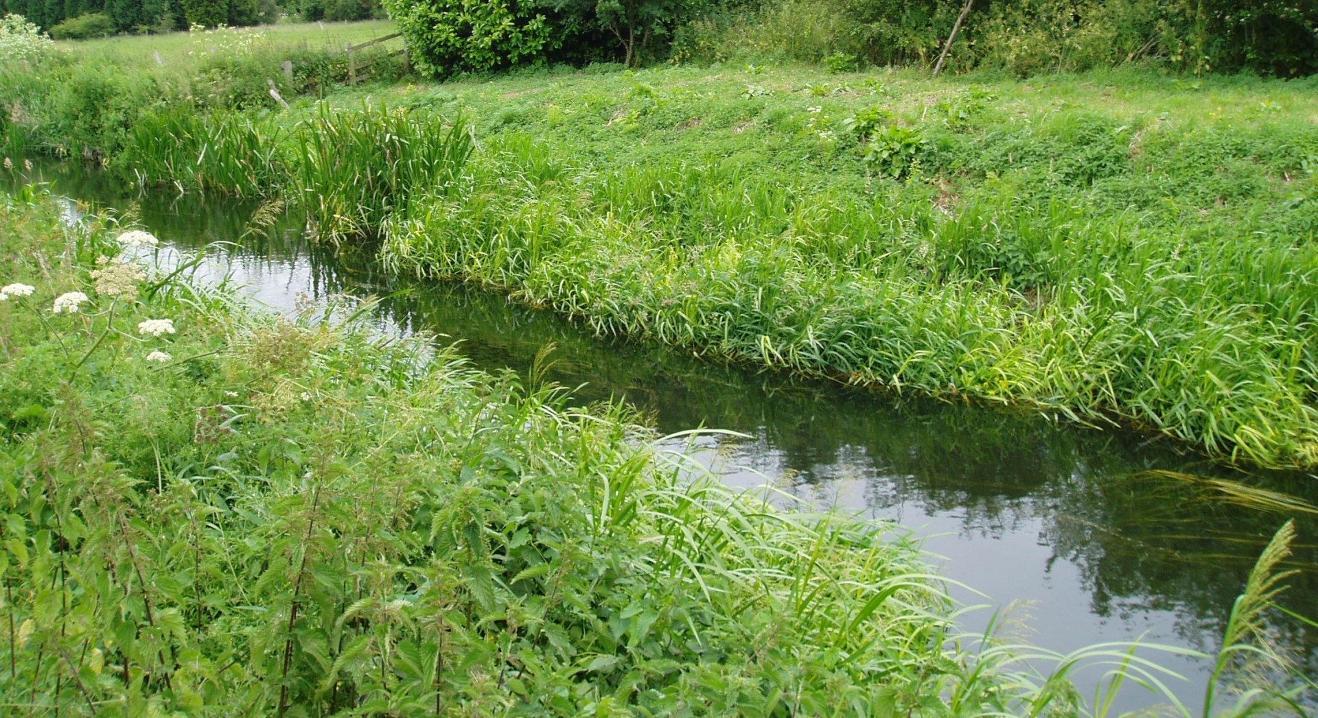 Water vole and otter surveys, Great Western Route Modernisation