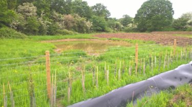 Great crested newt mitigation and habitat creation works, Basildon