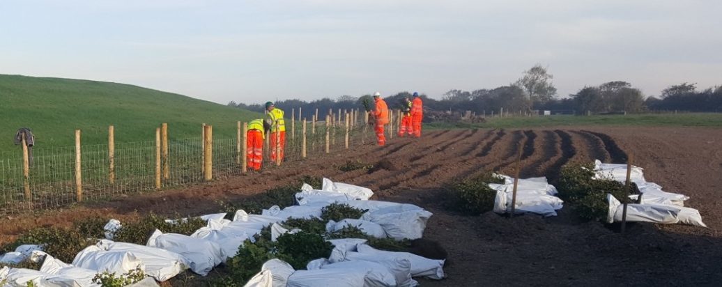Hedge planting, flood defence works, Congresbury Yeo