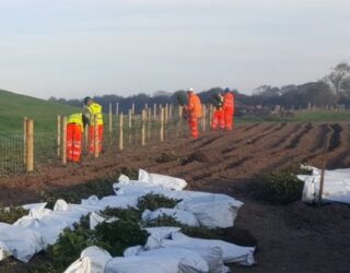 Hedge planting, flood defence works, Congresbury Yeo