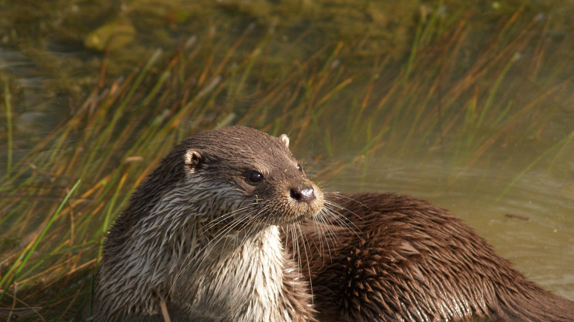 Otter surveys