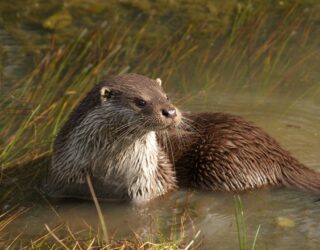 Otter surveys