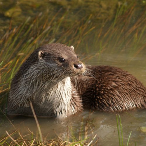 Otter surveys