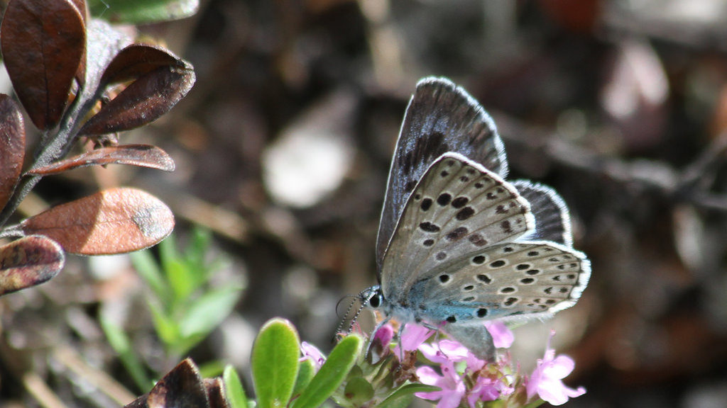 The Large Blue Butterfly makes a comeback