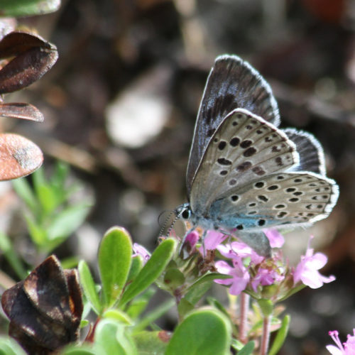 The Large Blue Butterfly makes a comeback