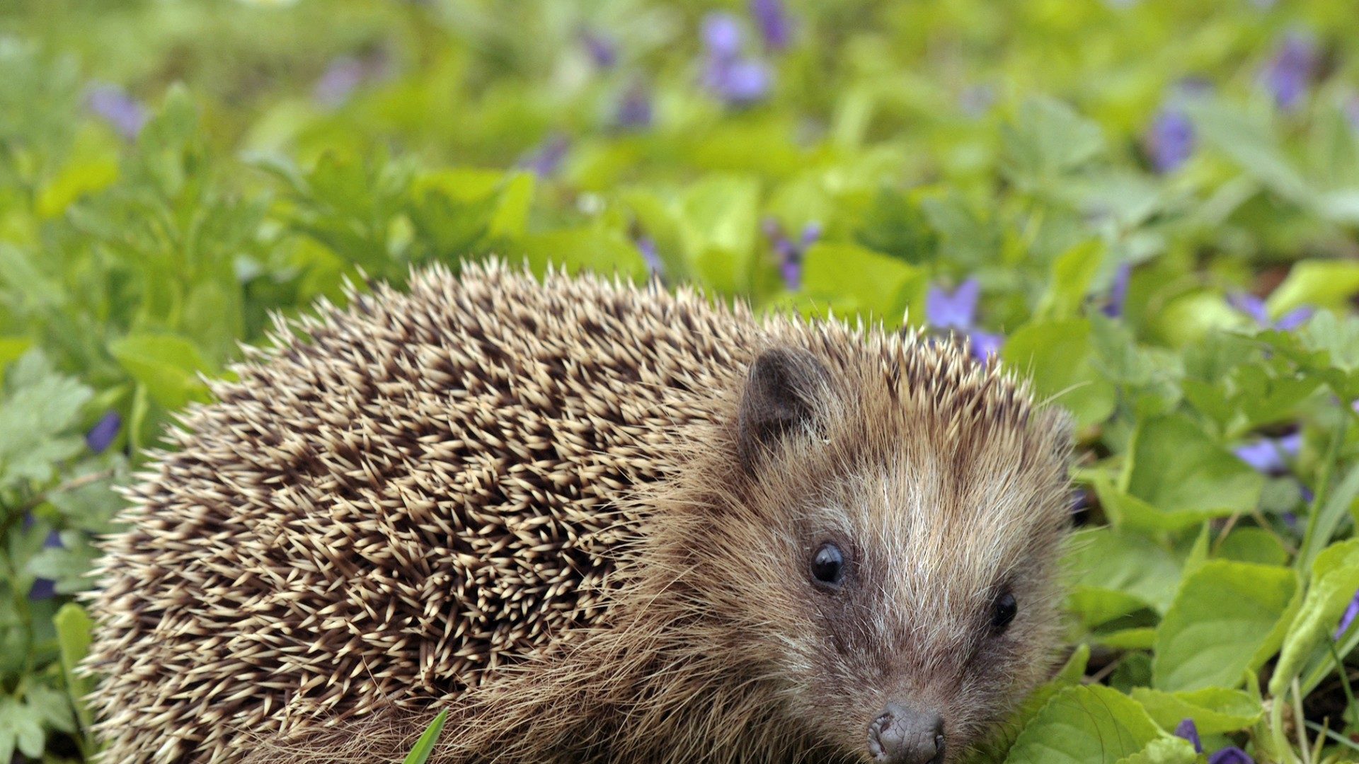 Help for hedgehogs