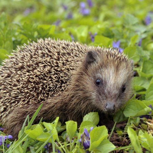 Help for hedgehogs