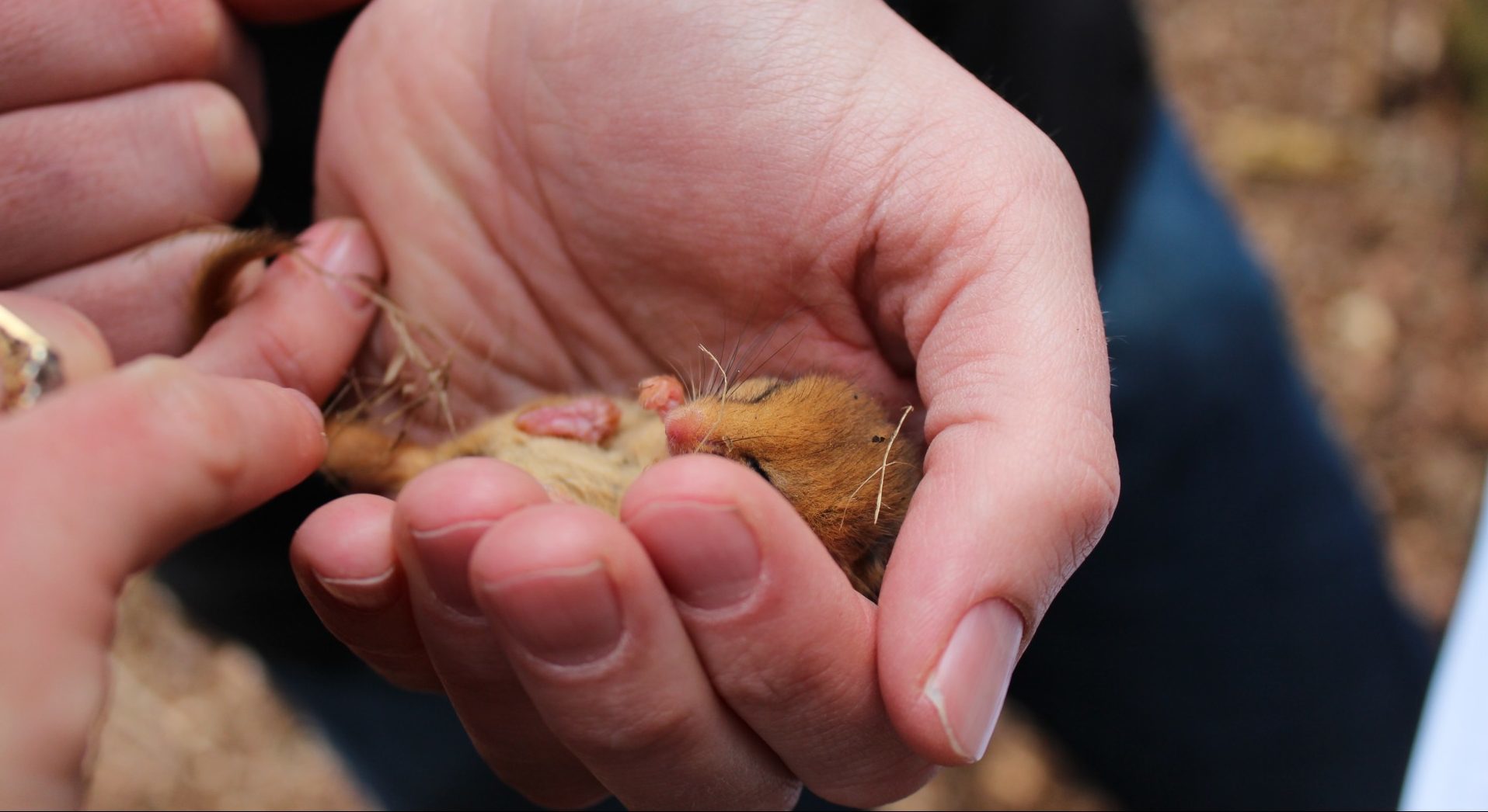 Discovering dormice
