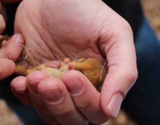 Discovering dormice