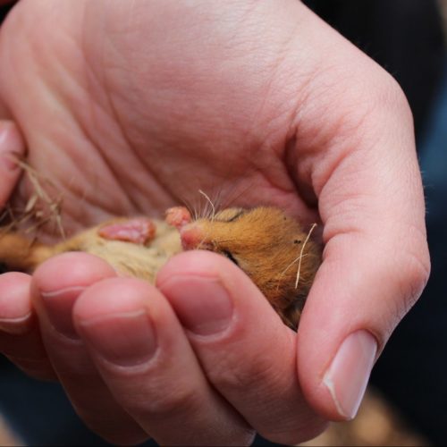 Discovering dormice
