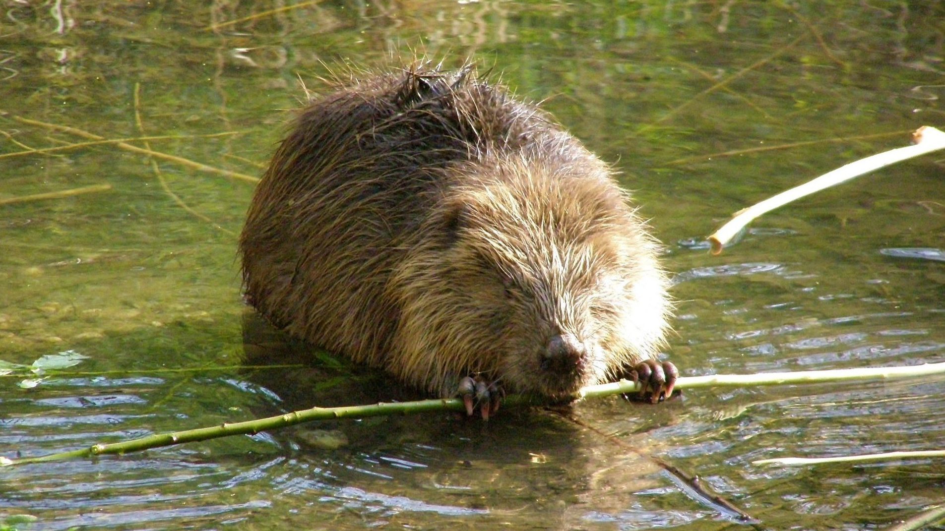 Beavers are back