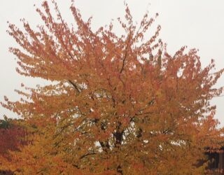 Season of mists and mellow fruitfulness – and tree surveys!