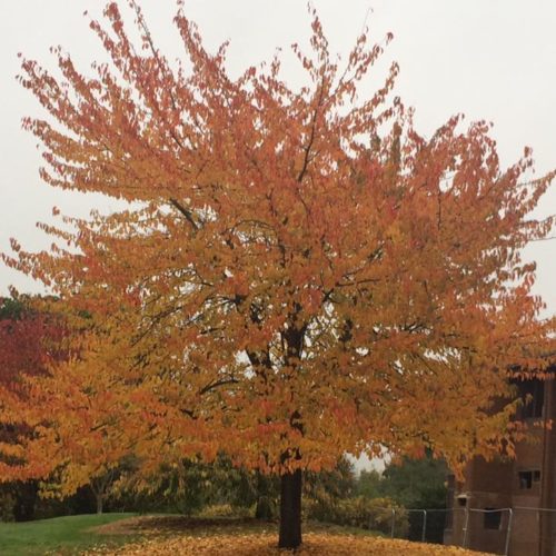 Season of mists and mellow fruitfulness – and tree surveys!