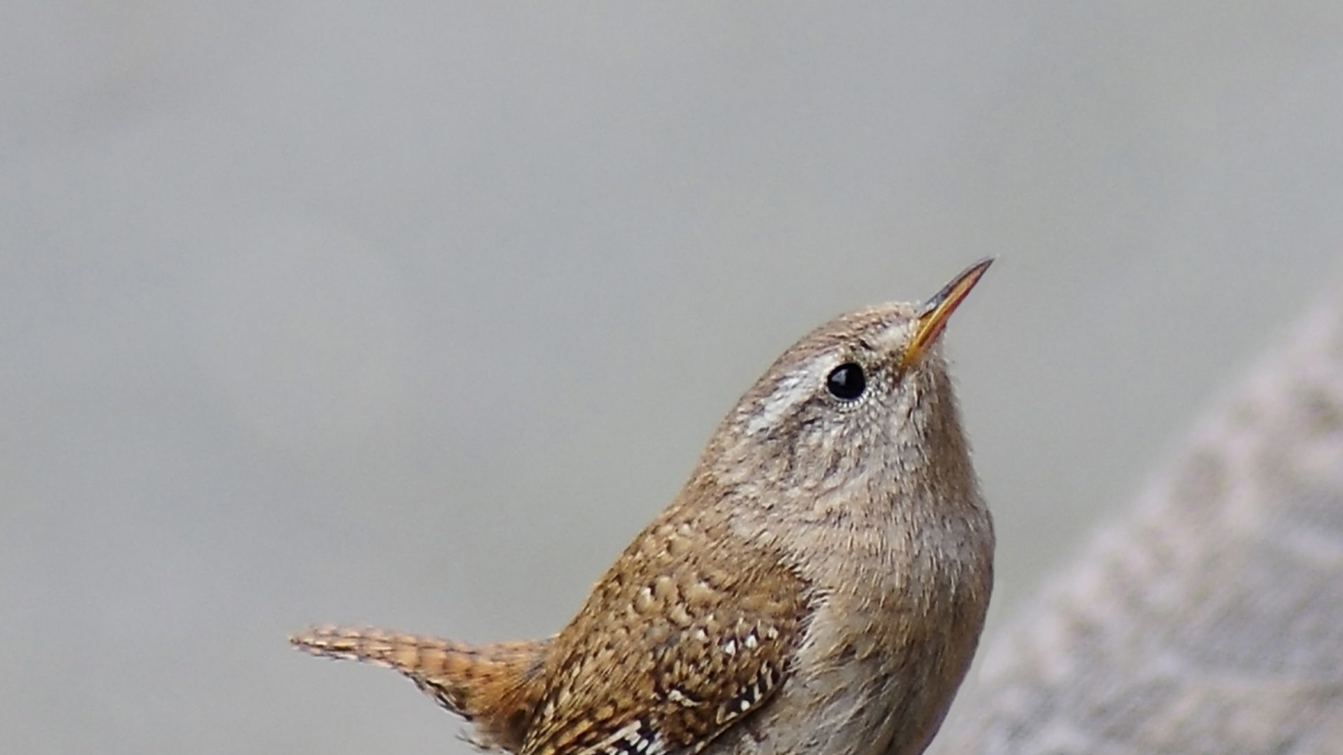 Out of season, but not out of song