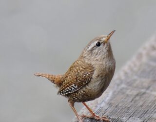 Out of season, but not out of song