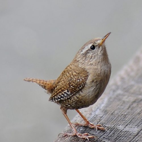 Out of season, but not out of song