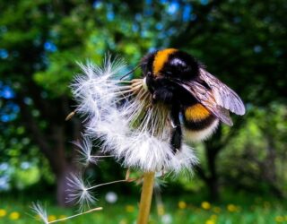It’s “Wild About Gardens” week!