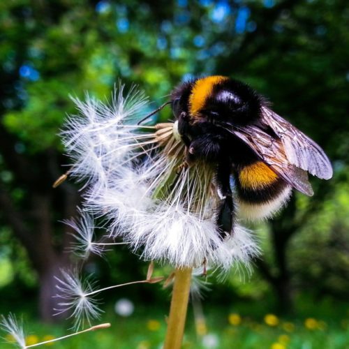 It’s “Wild About Gardens” week!