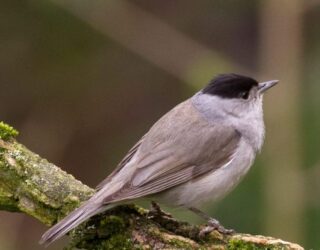 Winter singing of blackcaps