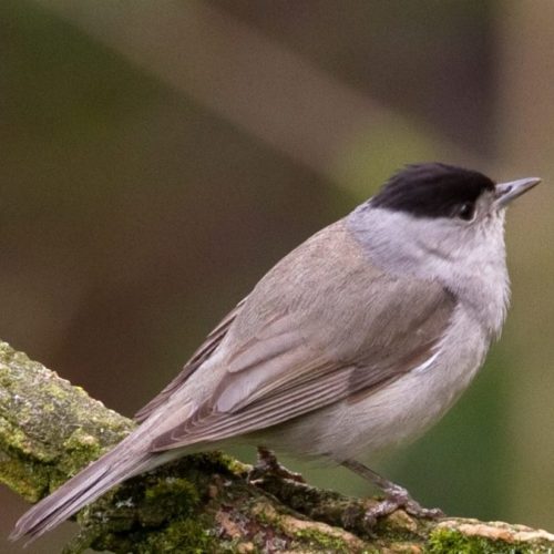 Winter singing of blackcaps
