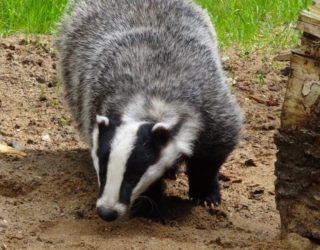 Badger surveys