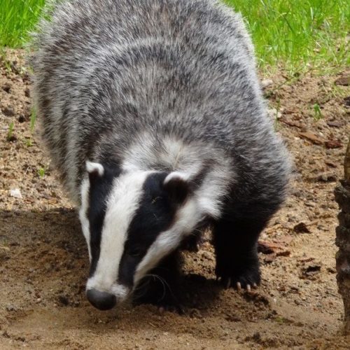 Badger surveys